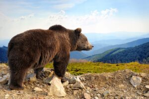 Bear on a Mountain: Message for Legal Innovators UK 2025