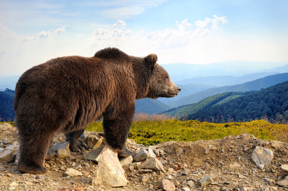 Bear on a Mountain: Message for Legal Innovators UK 2025