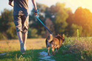 Legal Process Change - Dog Walk Analogy