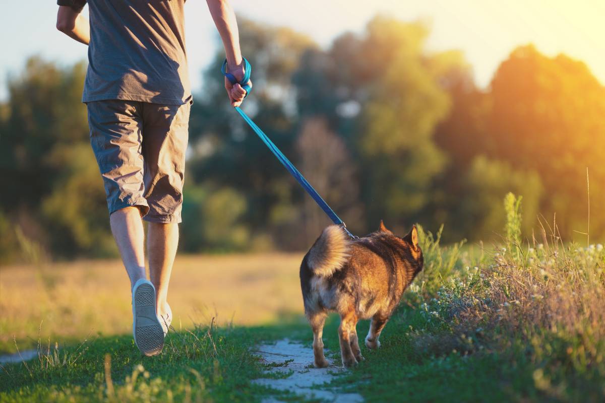 Legal Process Change - Dog Walk Analogy