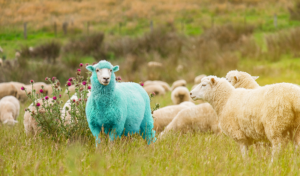 breaking from the herd